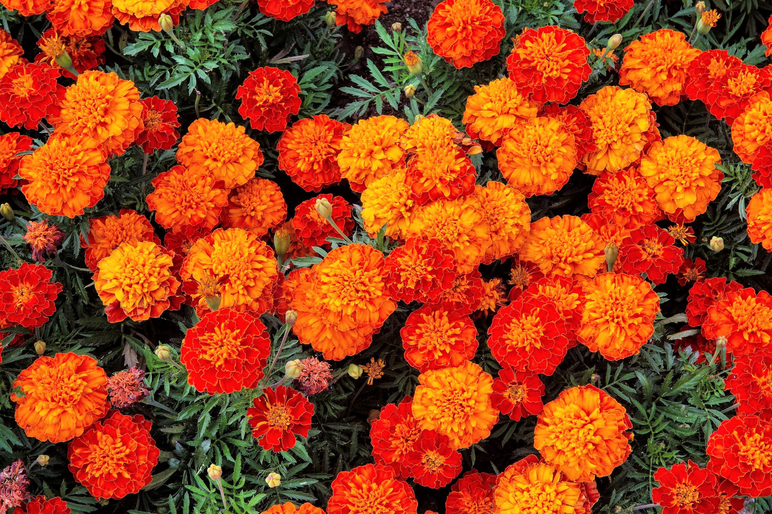 400 semillas de flores de caléndula francesa brillantes de colores mixtos Tagetes Patula naranja, amarillo y rojo