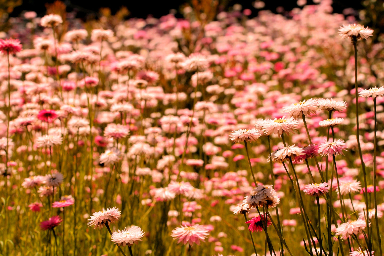 100 APRICOT & PEACH STRAWFLOWER Mix Coral Paper Daisy Helichrysum Bracteatum Flower Seeds
