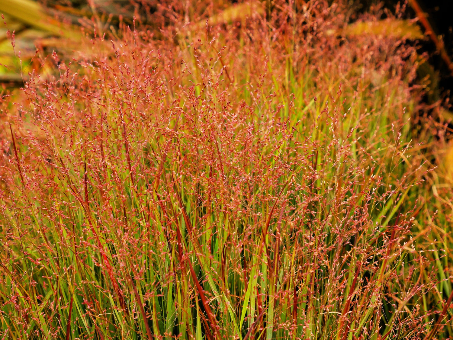 30 semillas de mijo morado ornamental (Panicum miliaceum violaceum)