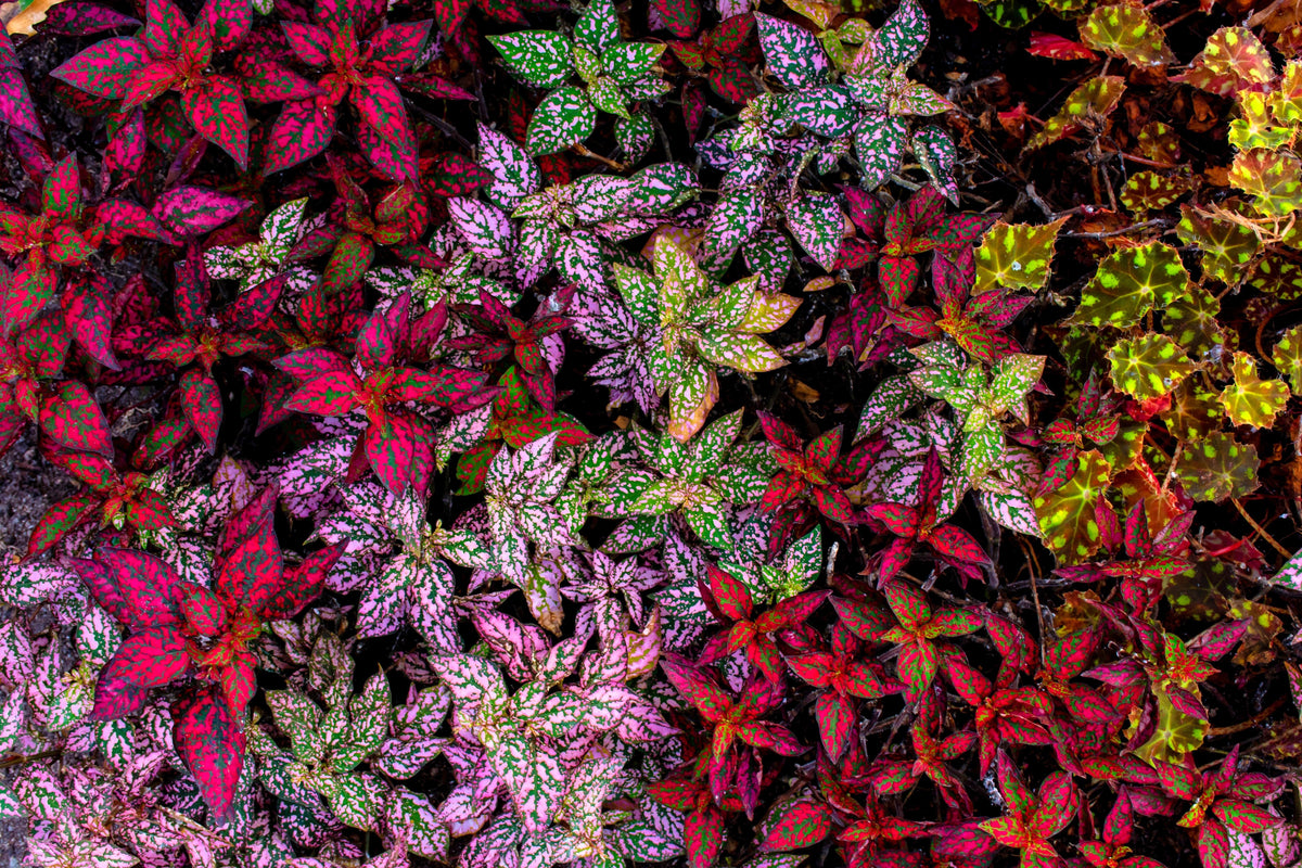 10 Dwarf Mixed Colors POLKA DOT PLANT Red Pink White Rose Splash Select Hypoestes Phyllostachya Flower Houseplant Seeds