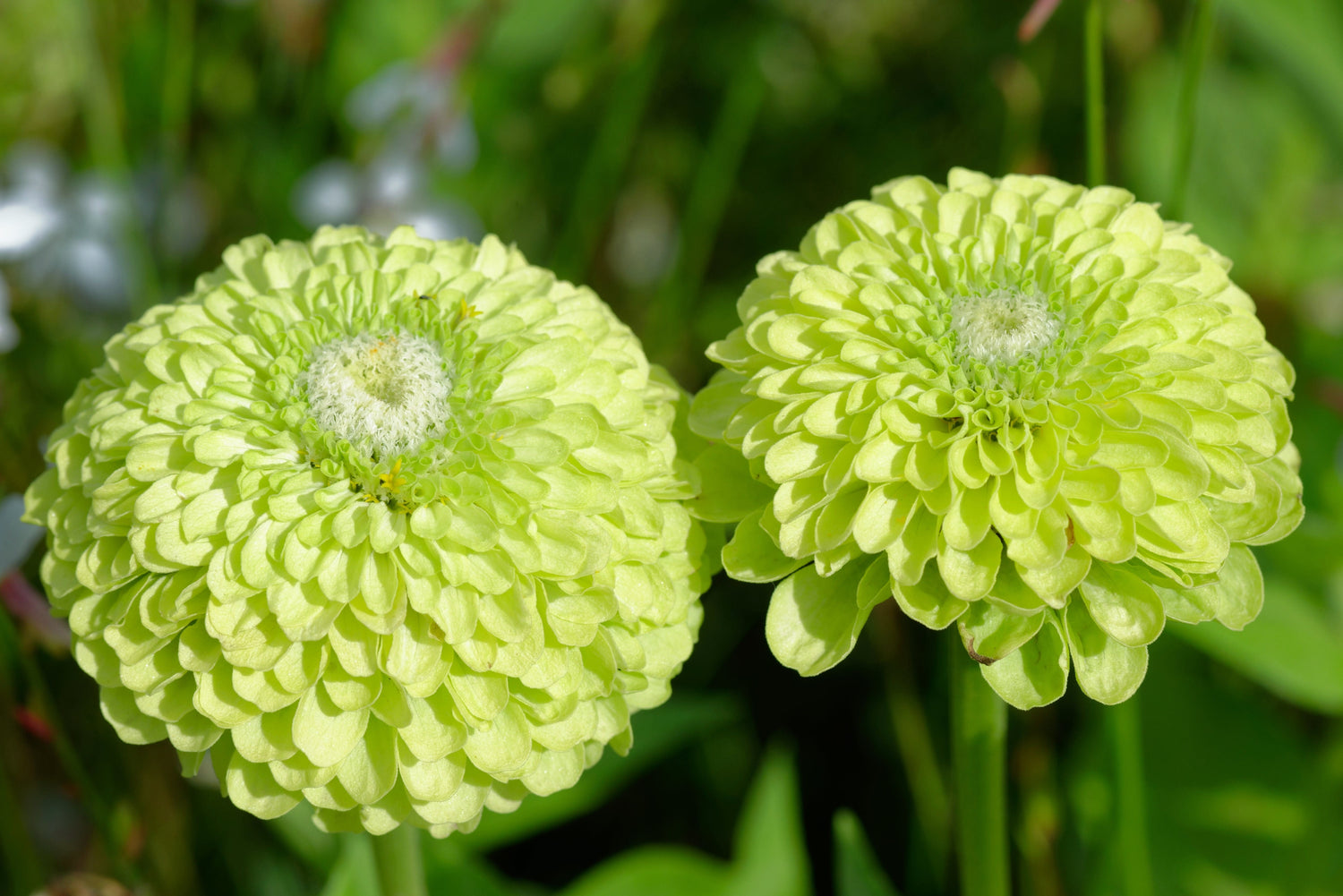 250 semillas de ZINNIA Elegans Heirloom Chartreuse de doble flor GREEN ENVY