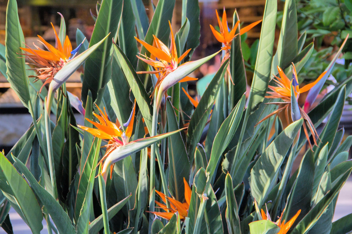 5 semillas de planta de interior Strelitzia Reginae, AVE DEL PARAÍSO TROPICAL, flor de grulla
