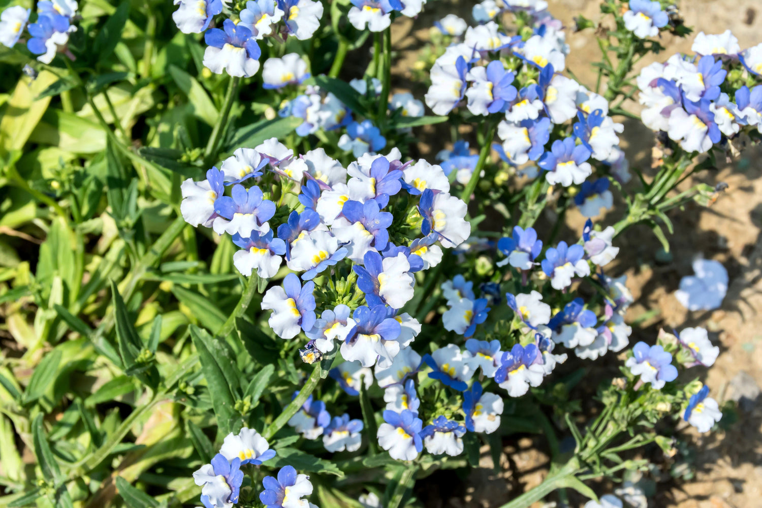 50 semillas de flores de Nemesia Strumosa azules y blancas