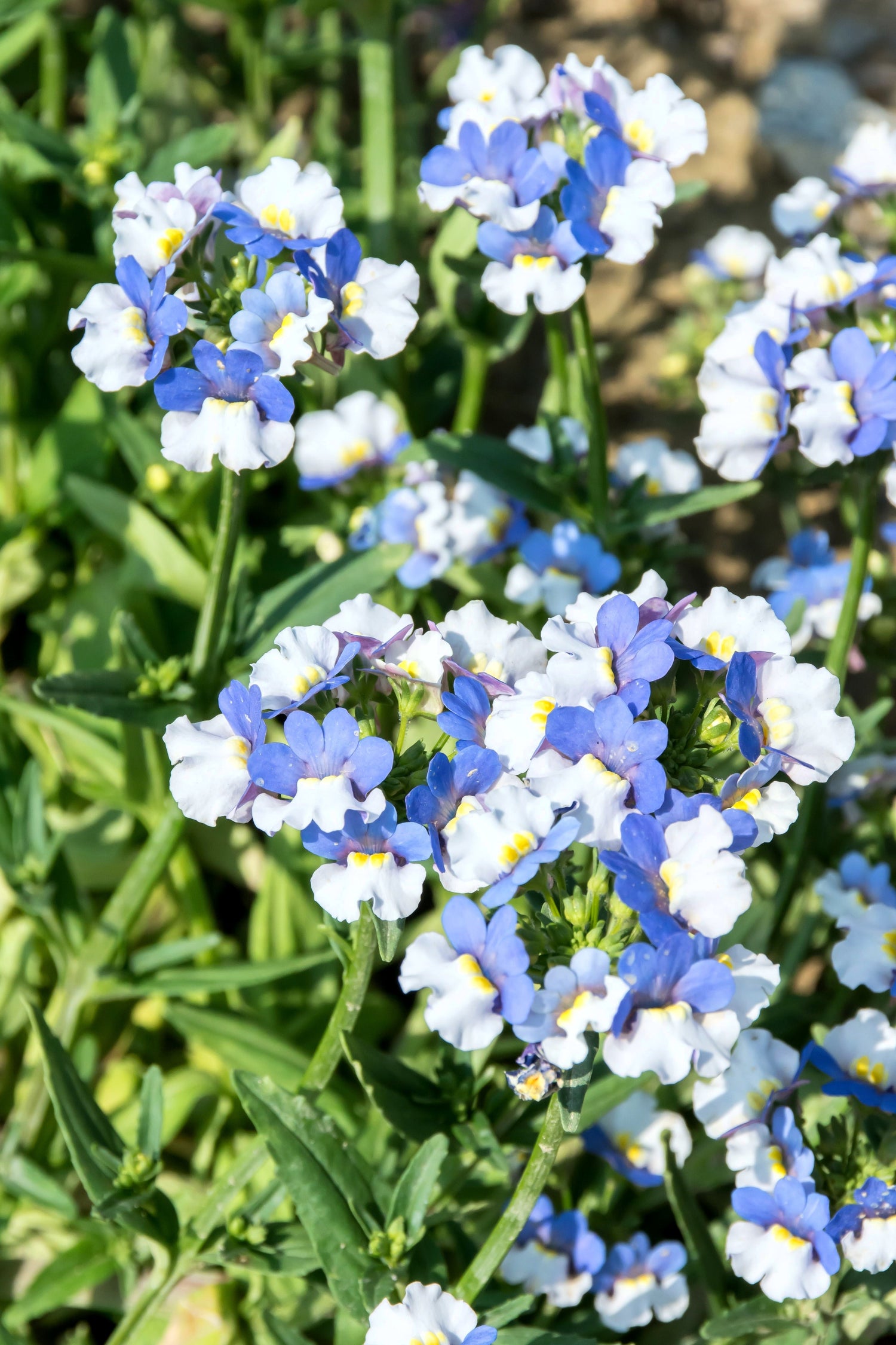 50 semillas de flores de Nemesia Strumosa azules y blancas