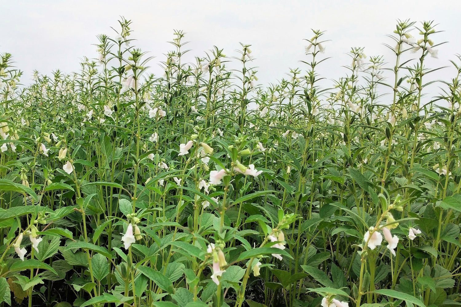 1500 semillas de sésamo orgánico (Sesamum indicum), semillas de flor blanca para pan vegetal