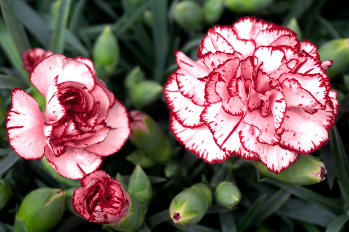 50 semillas de clavel rojo y blanco Avranchin Dianthus caryophyllus Chabaud