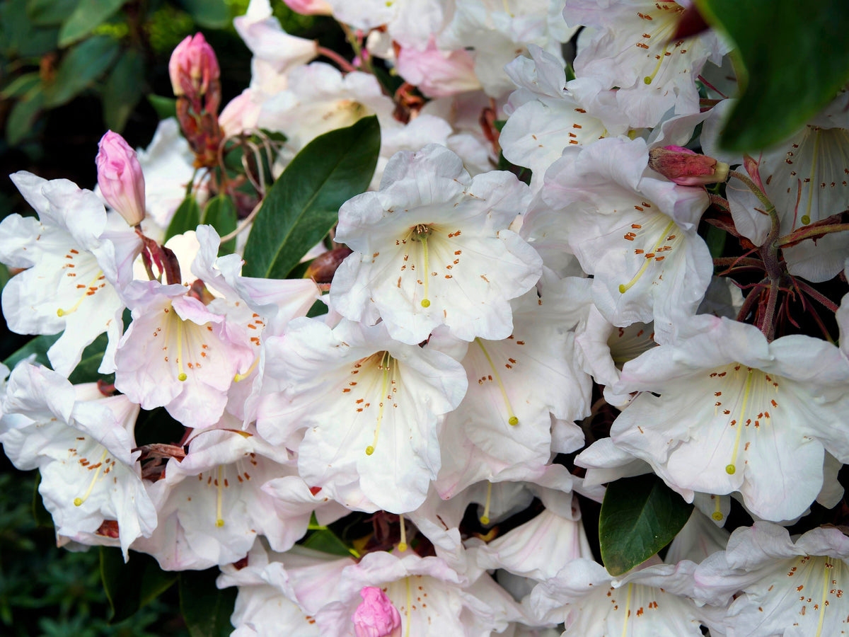 50 semillas de rododendro Fortunei, arbusto rosa, malva y blanco.
