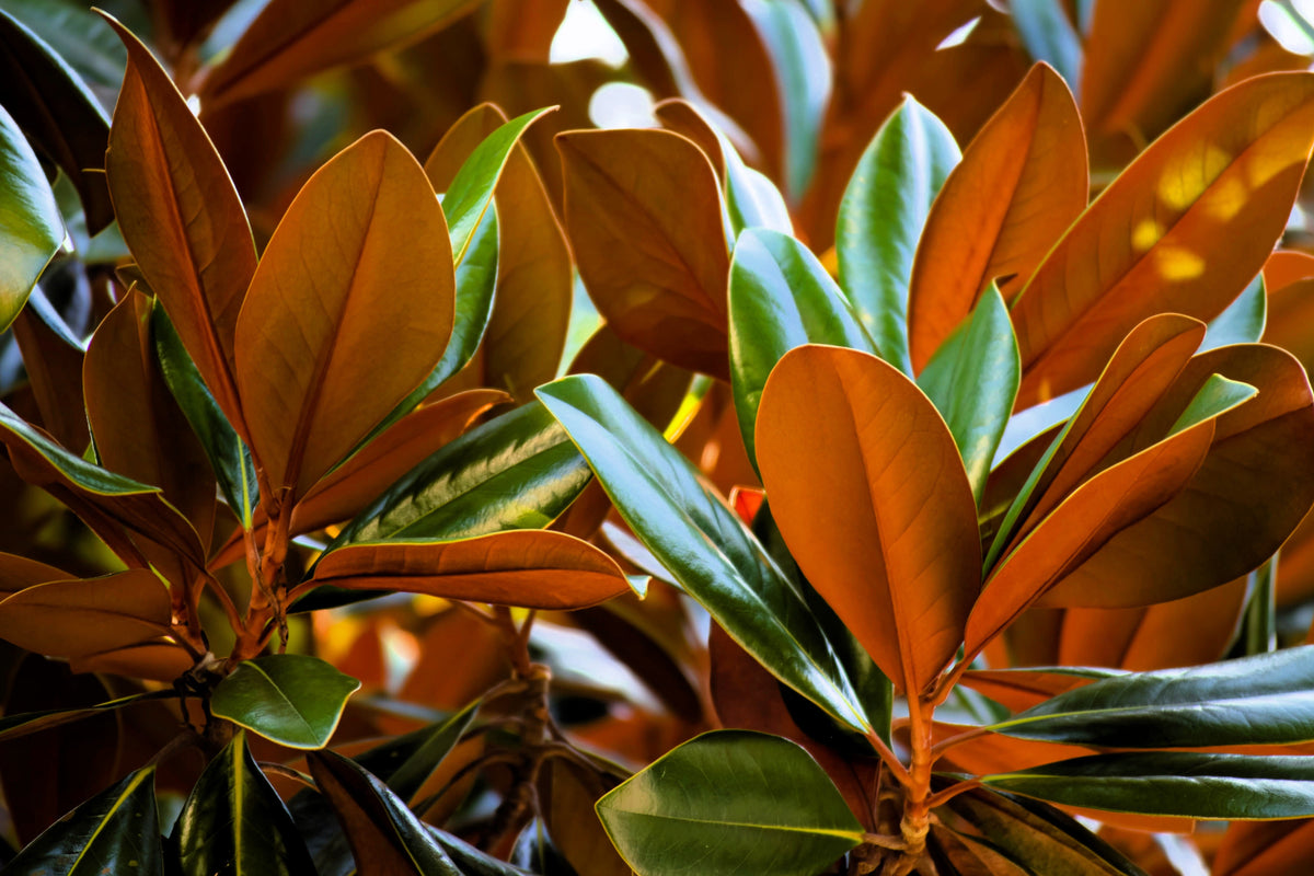 10 semillas de magnolia del sur, 30 cm, flores blancas, Grandiflora nativa, Bull Bay