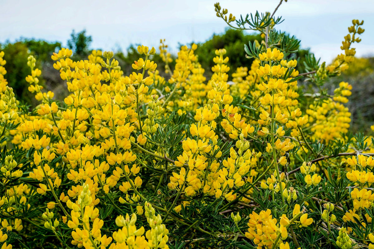50 semillas de altramuz dorado (Lupinus densiflorus), colibrí amarillo