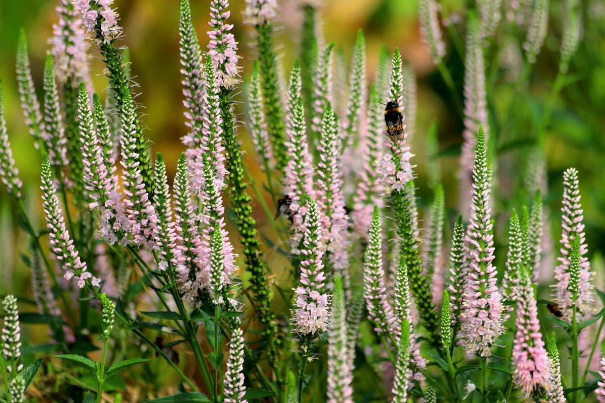 50 Pink VERONICA Longifolia / SPIKE SPEEDWELL Flower Seeds