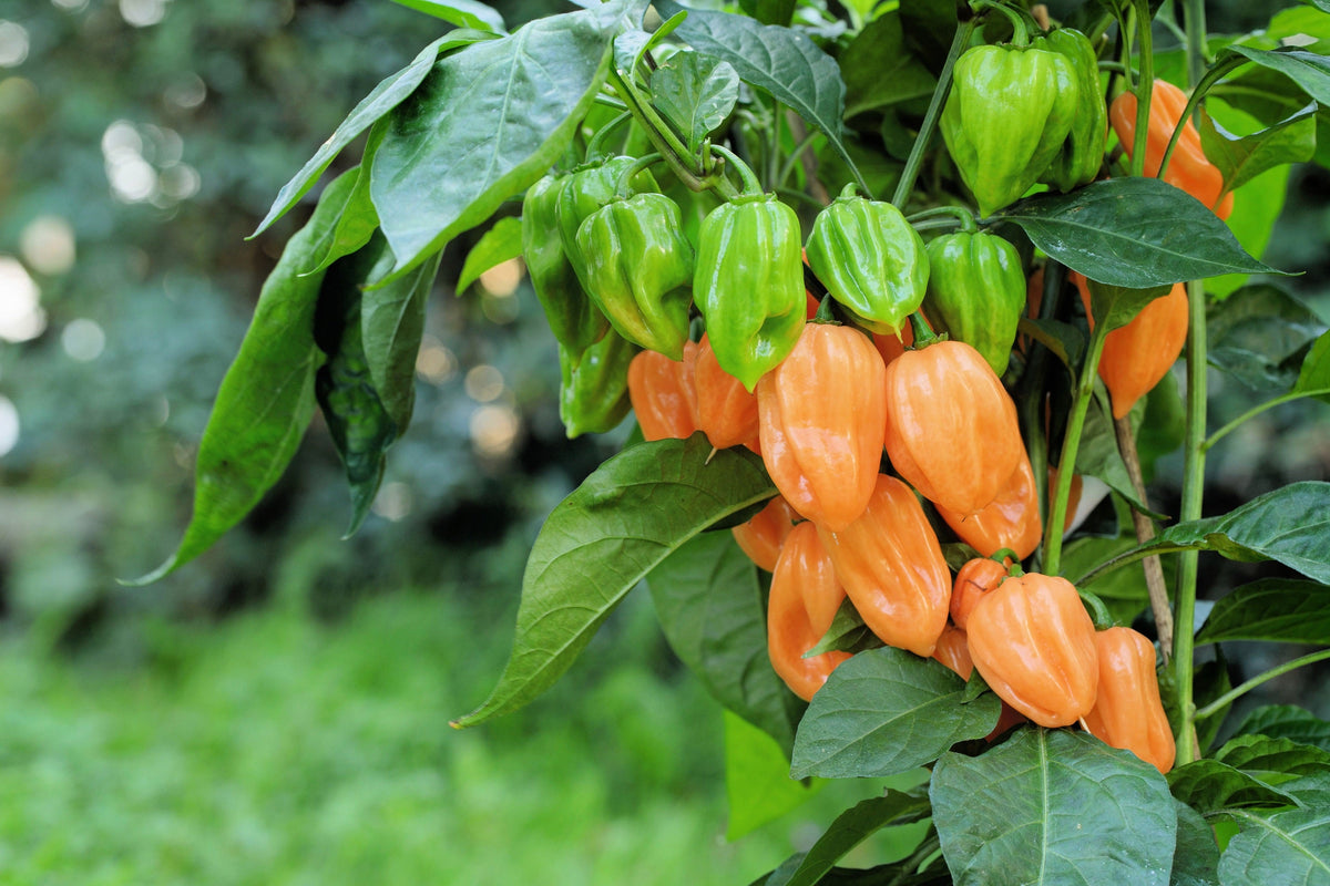 50 semillas de pimiento habanero naranja picante Capsicum Chinense