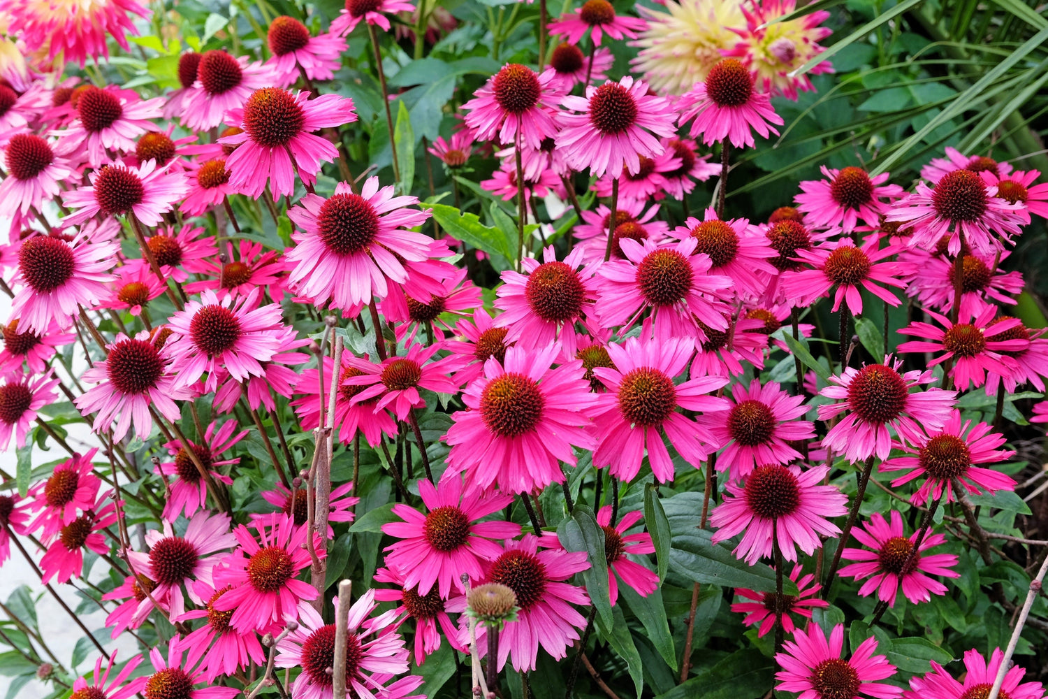 25 semillas de equinácea estrella brillante, equinácea purpúrea, lavanda, rosa brillante