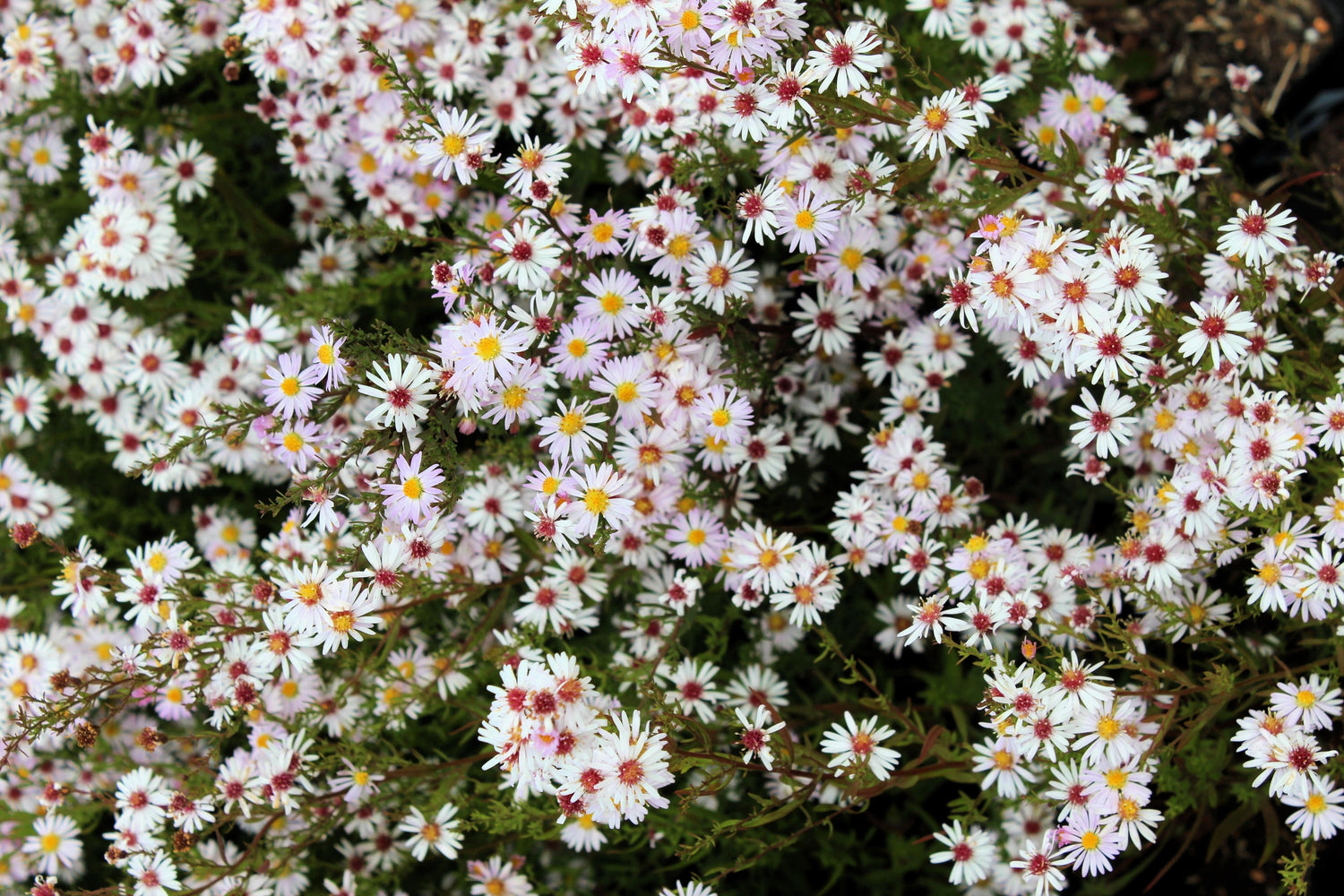100 semillas de flores de Ericoides de la pradera de áster blanco