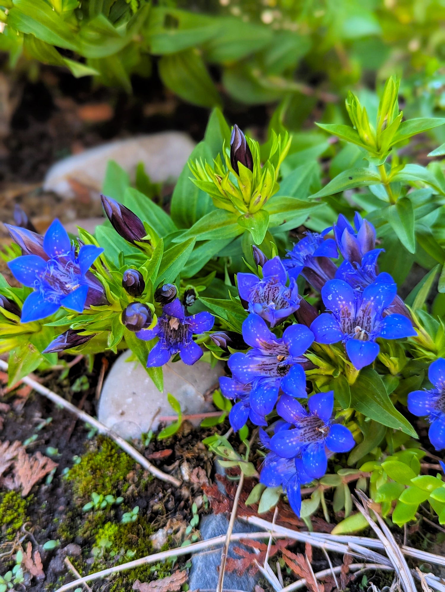 30 semillas de hierba de flor siberiana Gentiana Dahurica de NIKITA azul oscuro