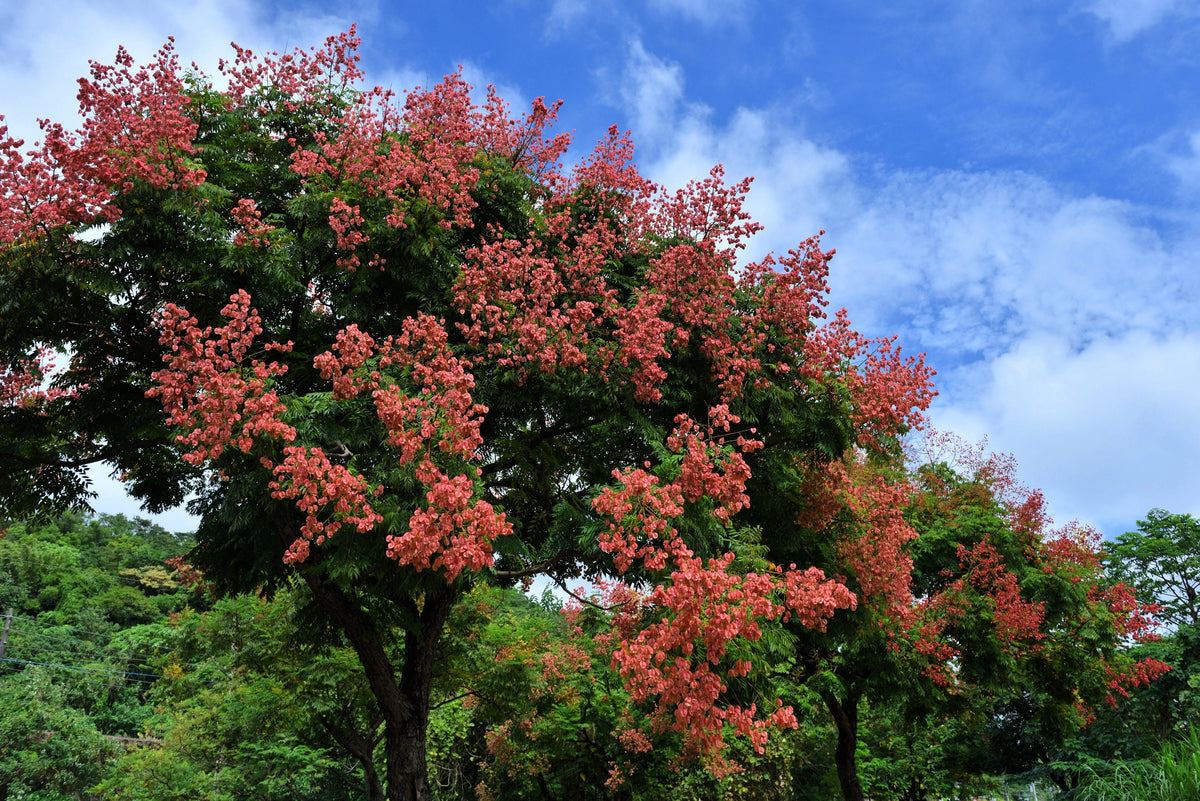 10 semillas de flores amarillas del árbol de la lluvia dorada Koelreuteria paniculata