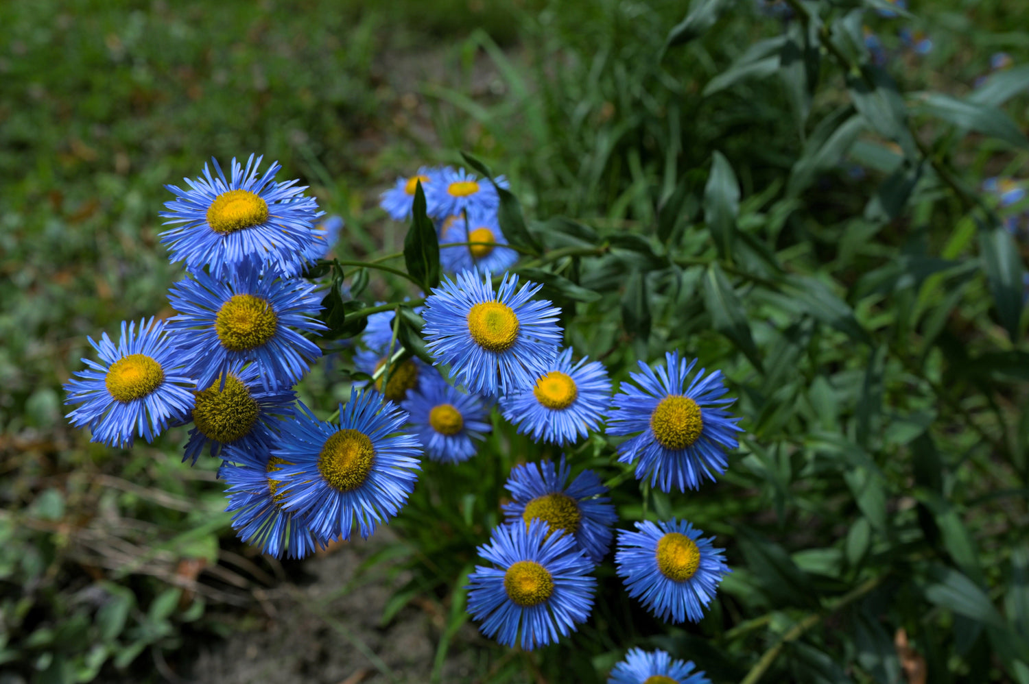 1000 BLUE FLEABANE DAISY (Dainty Daisy / Aspen Fleabane / Oregon Fleabane) Erigeron Speciosus Flower Seeds