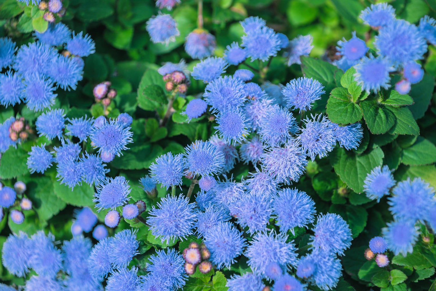250 semillas de flor de Ageratum Houstonianum (Ageratum azul enano)