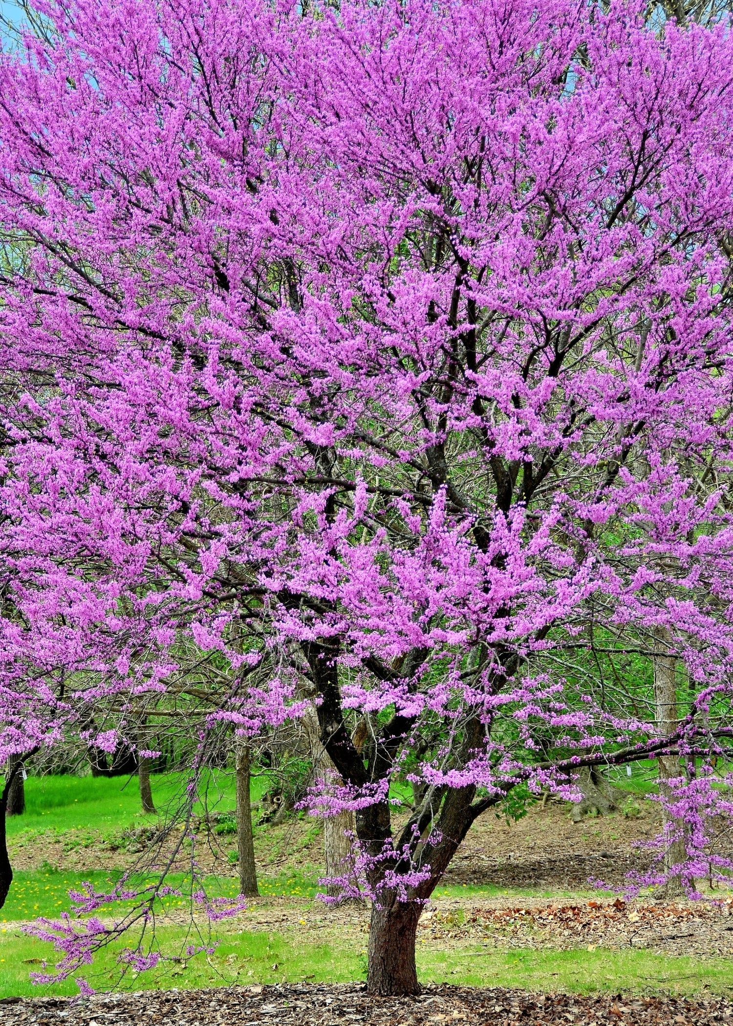 40 semillas de árbol de Cercis gigante (Cercis gigantea), flores de color rosa y morado