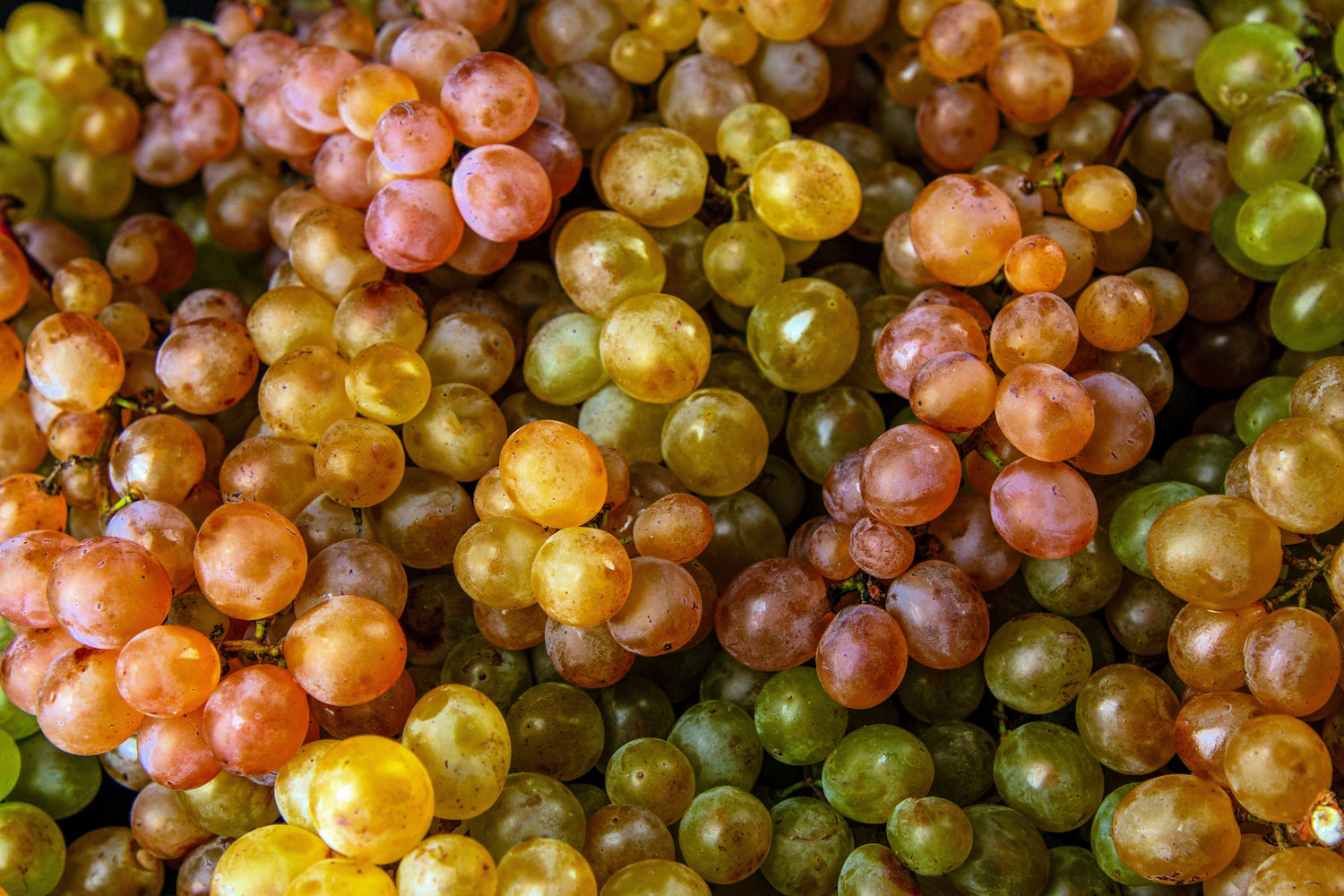 30 UVAS DE VINO Vitis Viniferia Semillas de Vid de Frutas de Colores Mixtos Domésticos