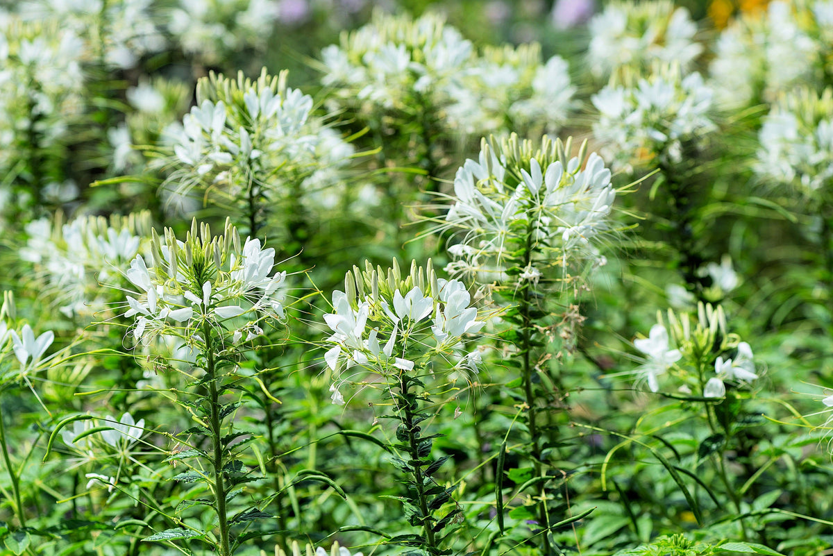 200 semillas de flores de Cleome Hassleriana, Cleome Spinosa, Cleome Reina Blanca (Flor Araña)
