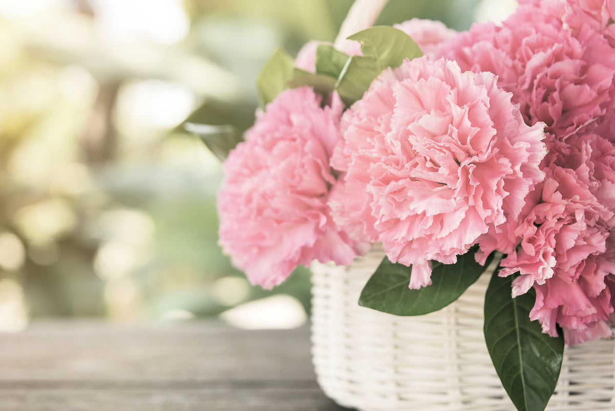 50 semillas de clavel rosa de La France Dianthus Caryophyllus Chabaud