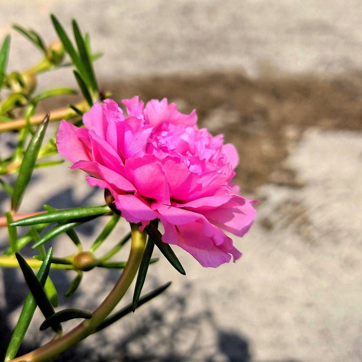 100 semillas de flores de PORTULACA Grandiflora / MOSS ROSE rosa