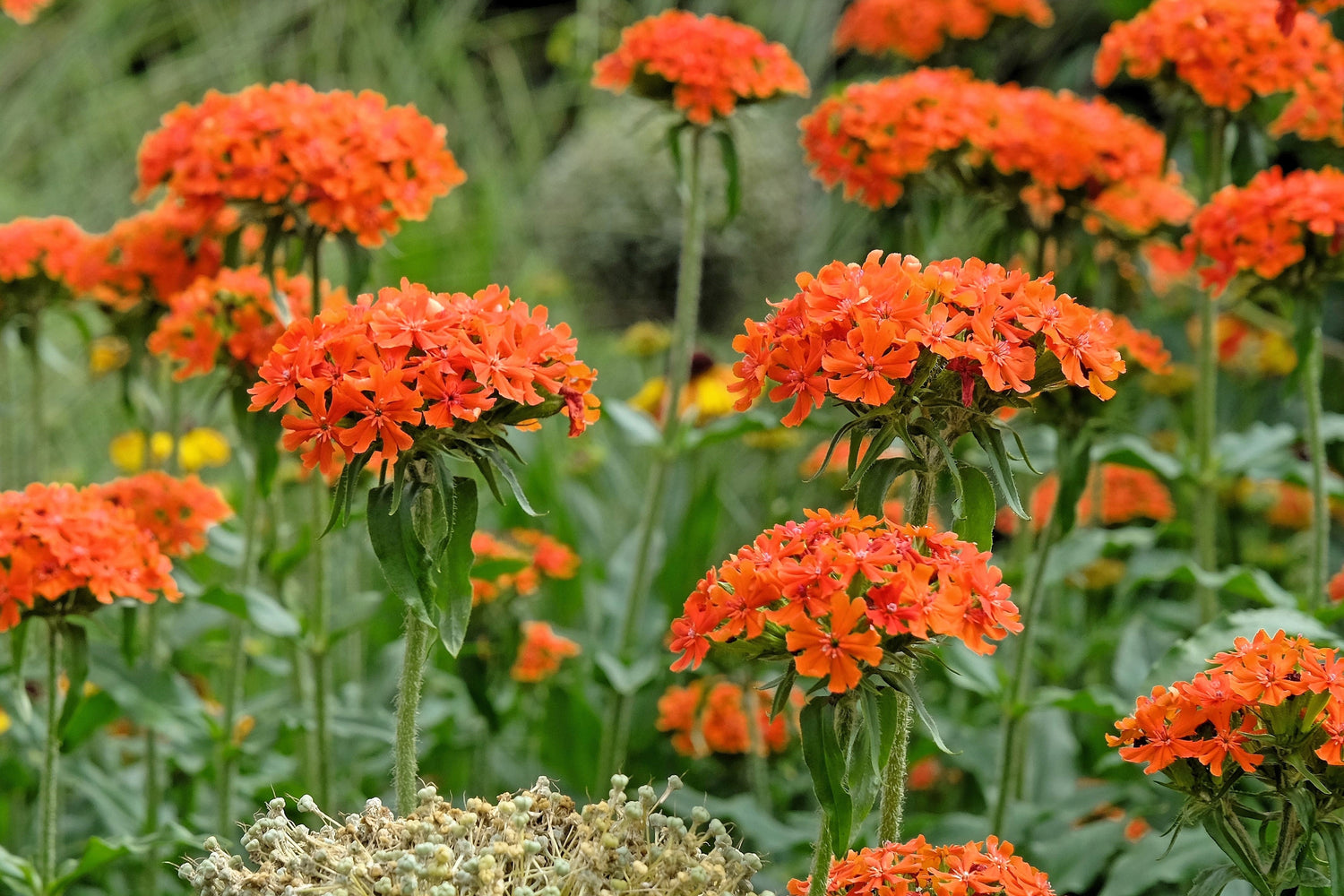 300 semillas de flores de cruz de Malta, cruz de Jerusalén, Lychnis Campion Chalcedonica