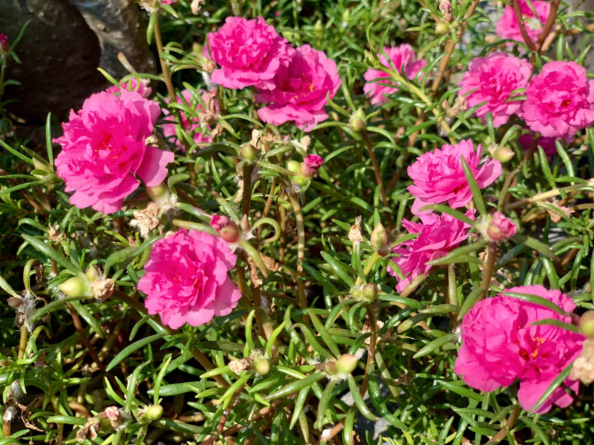 100 semillas de flores de PORTULACA Grandiflora / MOSS ROSE rosa