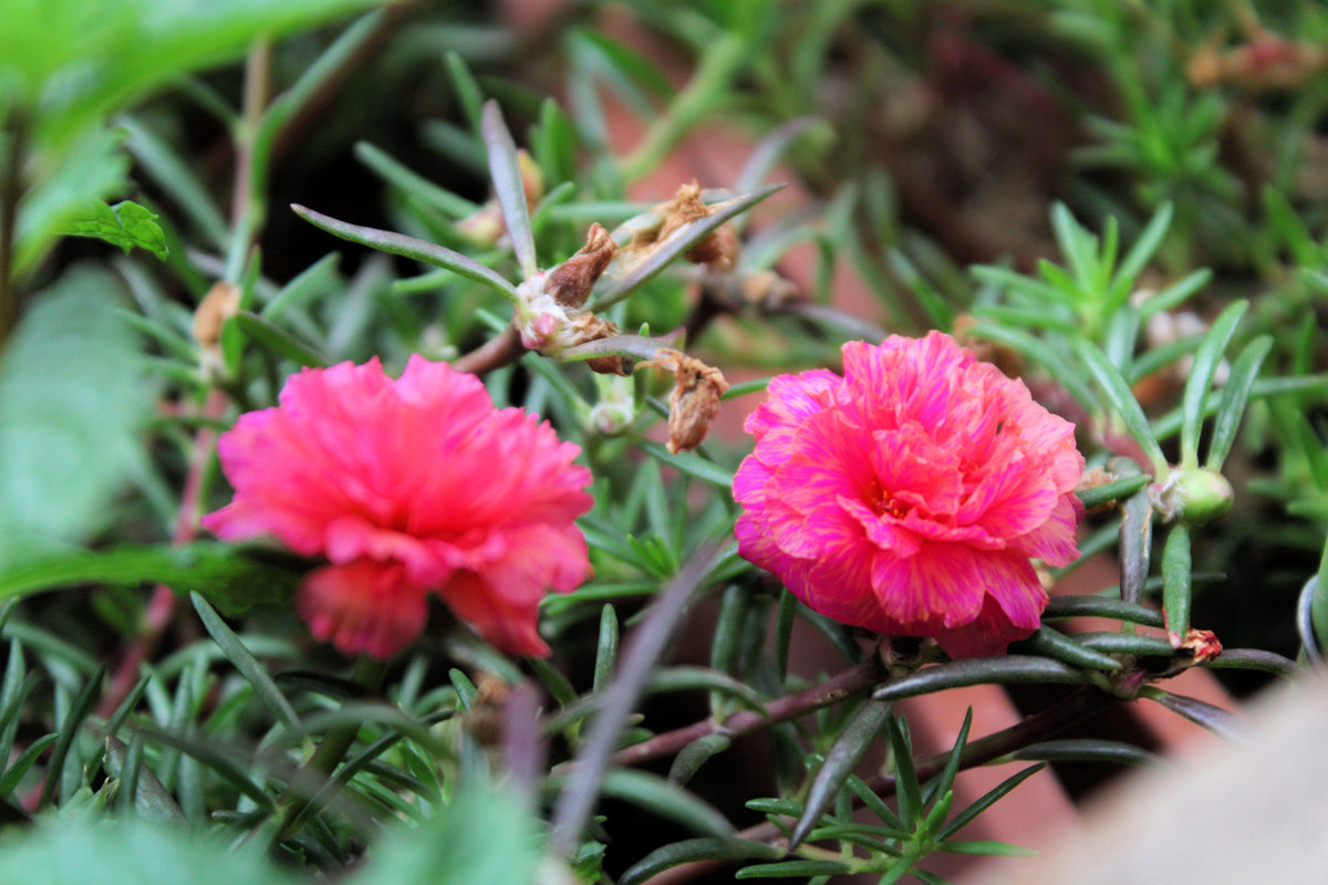100 semillas de flores de PORTULACA Grandiflora / MOSS ROSE rosa