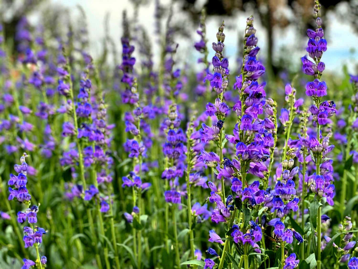300 semillas de flores de Penstemon strictus de las Montañas Rocosas azules