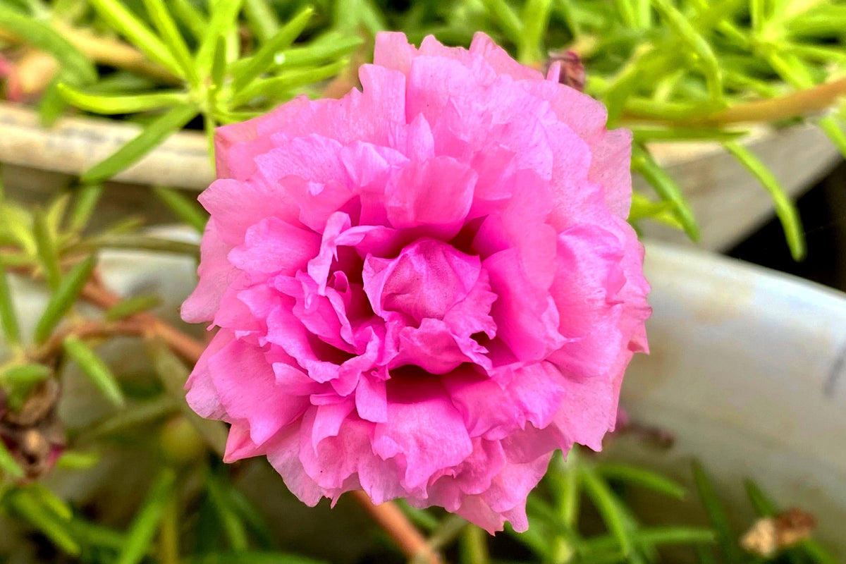 100 semillas de flores de PORTULACA Grandiflora / MOSS ROSE rosa