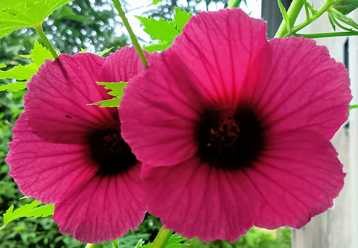 10 semillas de flor roja de cáñamo indio (KENAF HIBISCO)