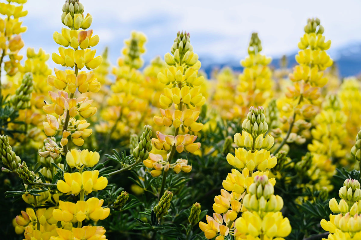 50 semillas de altramuz dorado (Lupinus densiflorus), colibrí amarillo