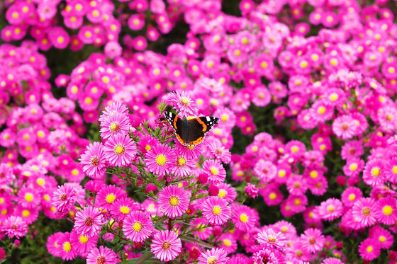100 Semillas de flores rosadas de NUEVA INGLATERRA ASTER Aster Novae var Angliae