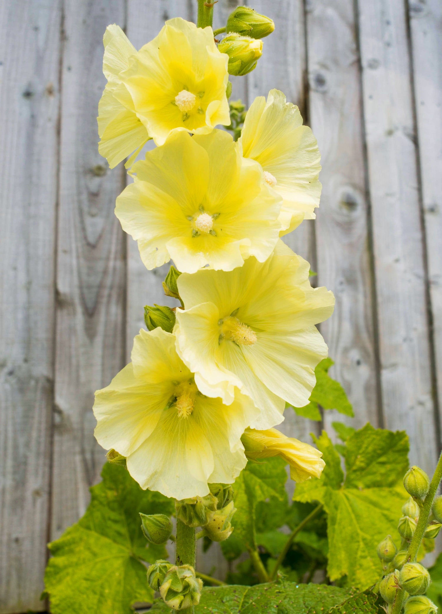 25 semillas de flores de malvarrosa amarilla Alcea Rosea perenne