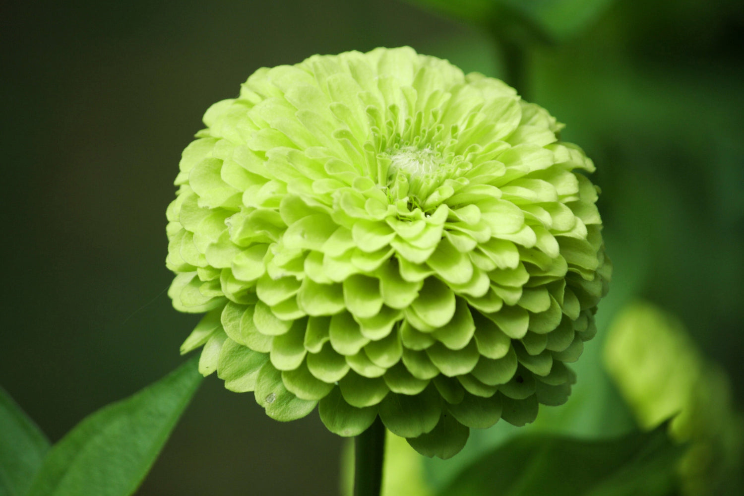 250 semillas de ZINNIA Elegans Heirloom Chartreuse de doble flor GREEN ENVY