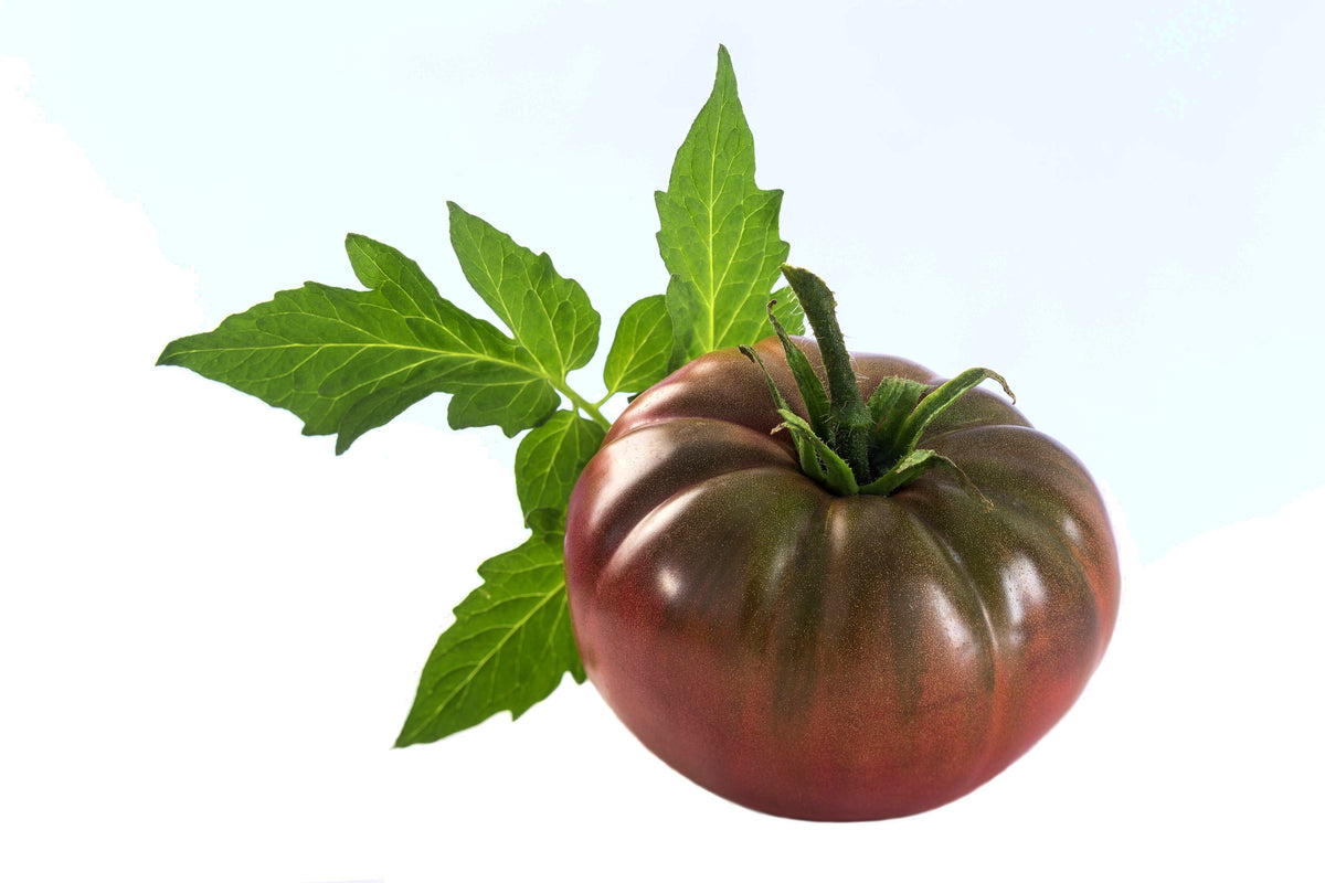 50 TOMATE RAYAS DE CHOCOLATE Marrón con Semillas de Verduras de Frutas Lycopersicon Verdes