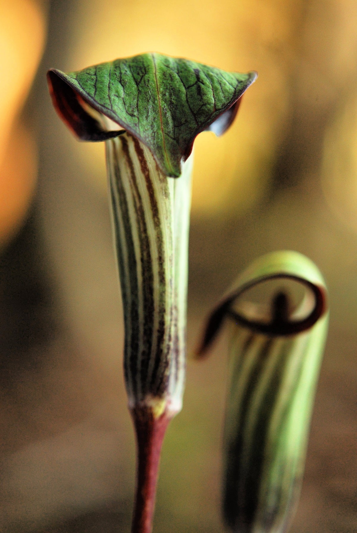 5 semillas de flores de sombra nativas de Arisaema Triphyllum de JACK IN THE PULPIT