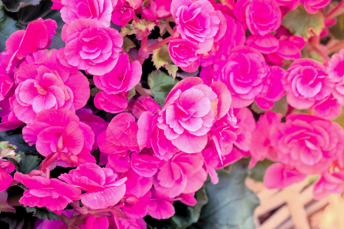 10 semillas de begonia tuberosa doble de color rosa brillante.