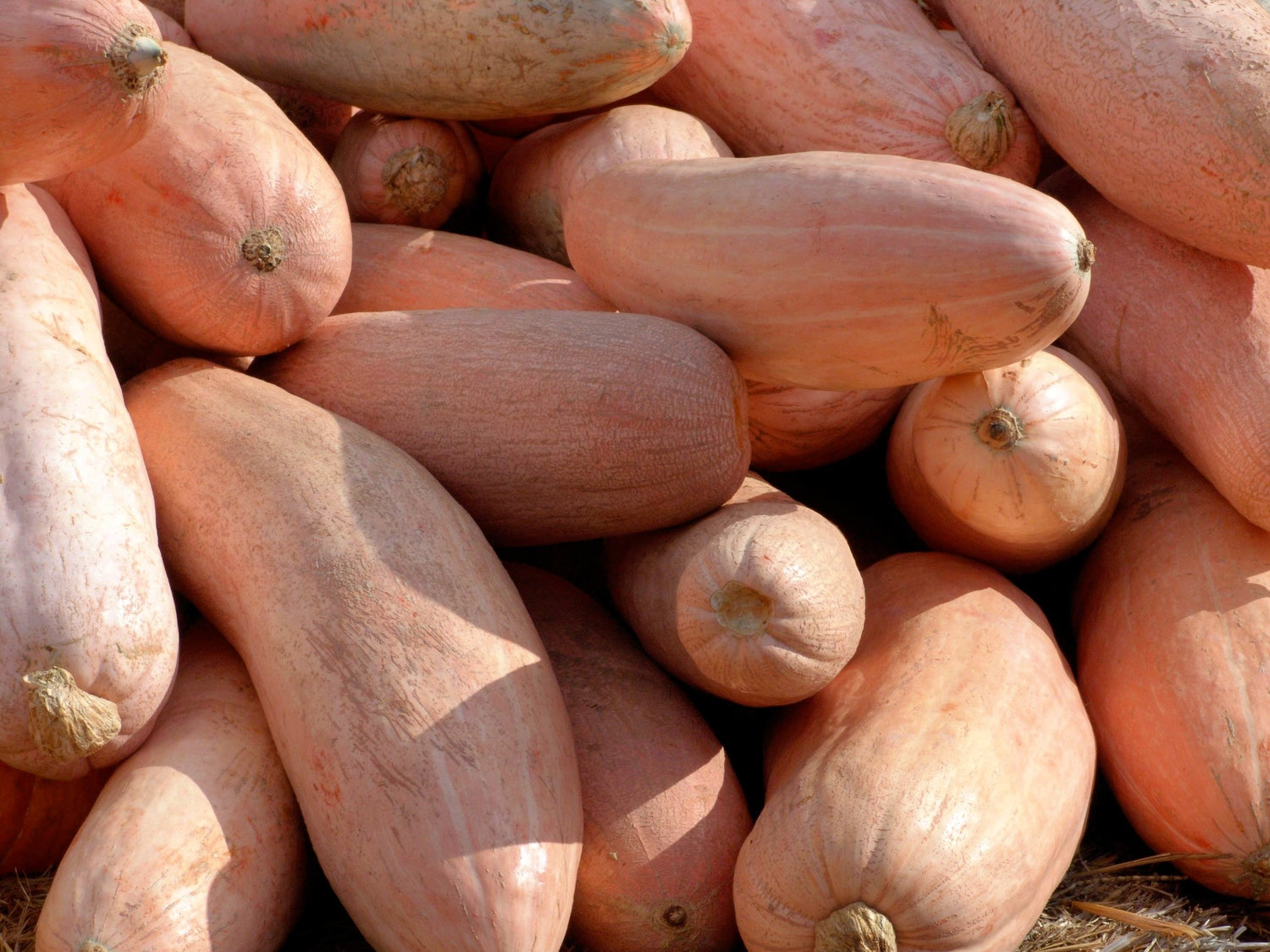 25 semillas gigantes de calabaza rosada Perilla Frutescens, semillas de hortalizas de invierno tradicionales