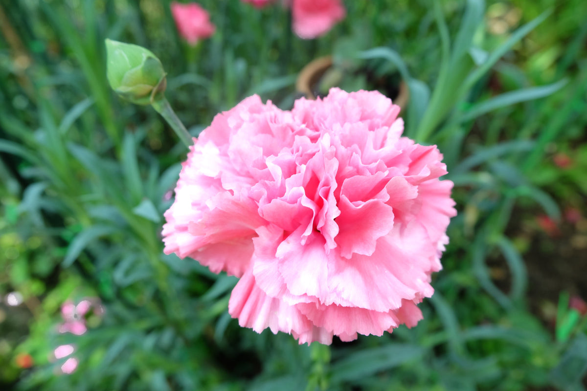 50 semillas de clavel rosa de La France Dianthus Caryophyllus Chabaud