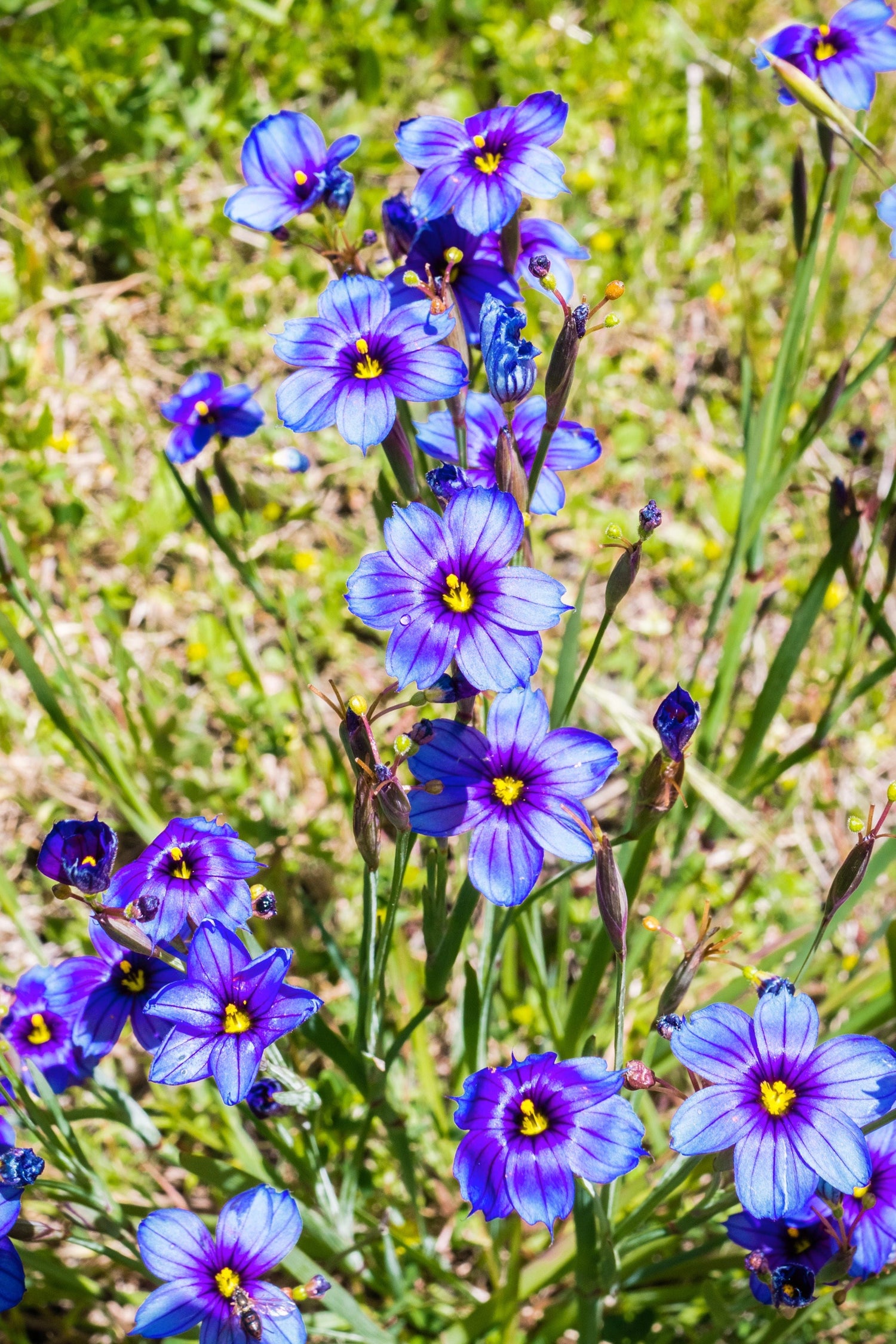 200 semillas de flores de Sisyrinchium Bellum (hierba de ojos azules, occidental o californiana)
