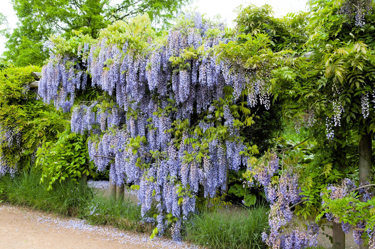 5 semillas de glicina japonesa, flor floribunda, enredadera ornamental morada.