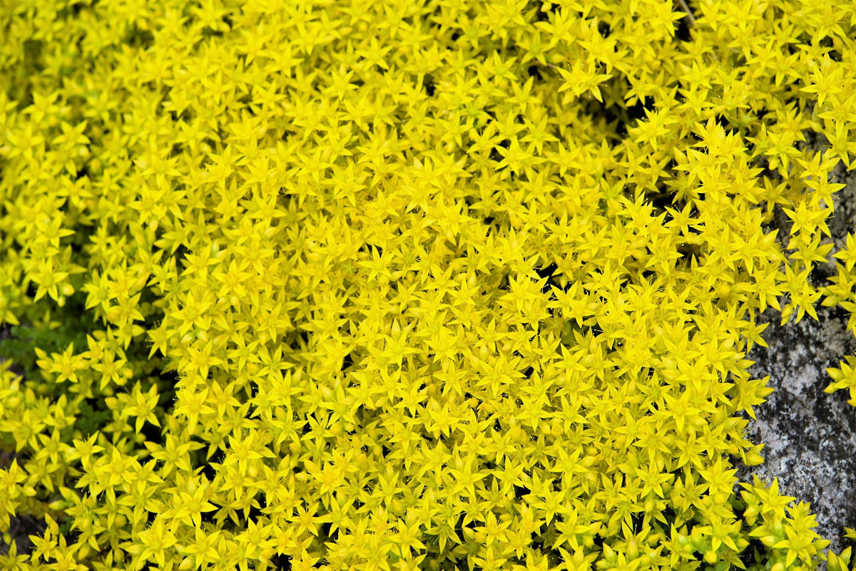 200 GOLDEN CARPET SEDUM Acre Gold Moss Stonecrop Flower Seeds