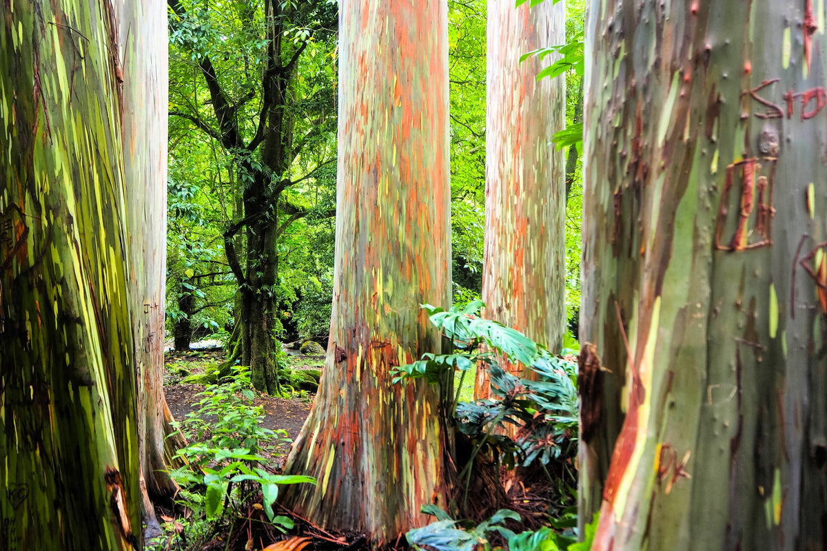 50 semillas de eucalipto arcoíris (Deglupta Gum) de corteza multicolor