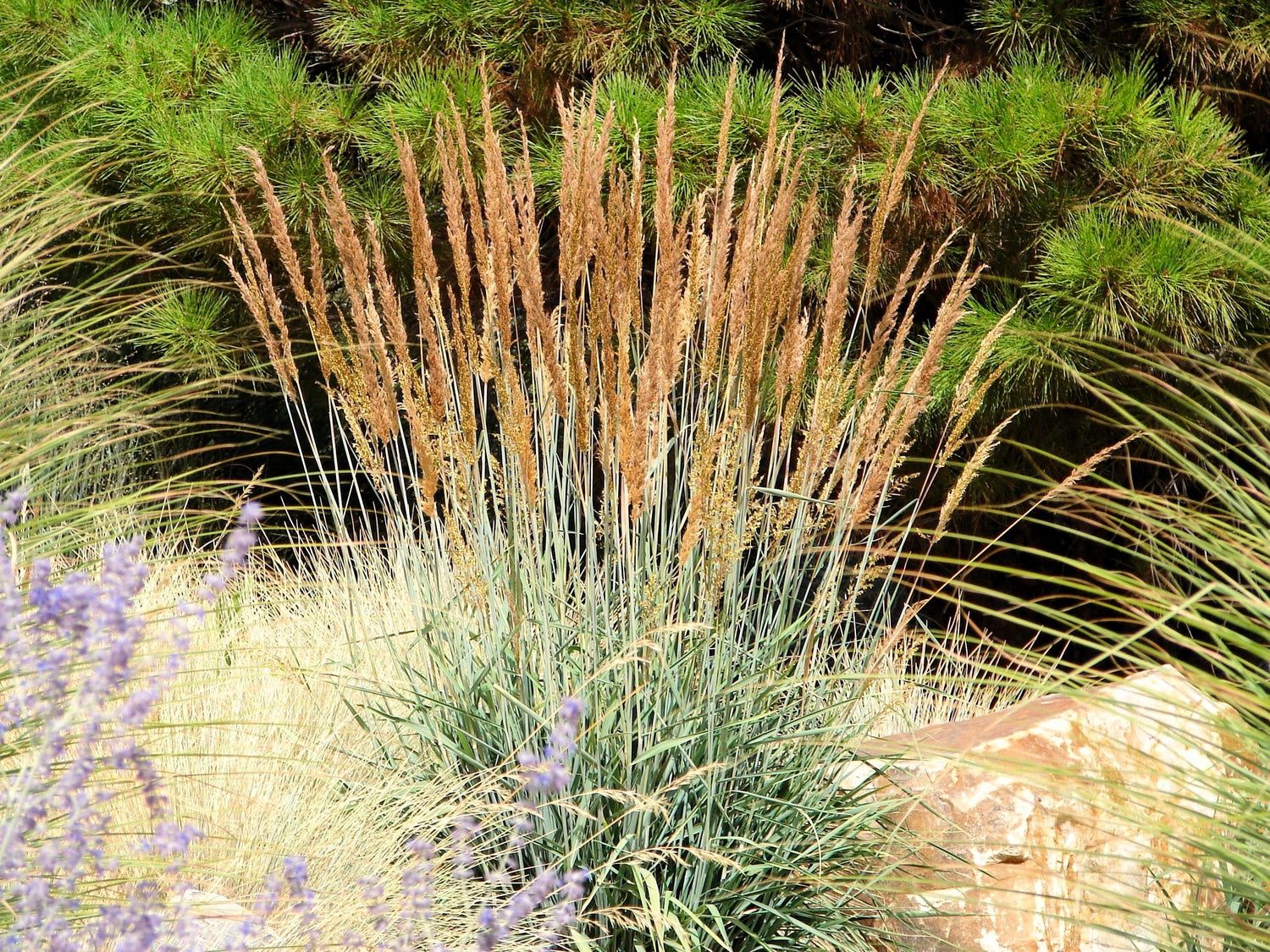 250 semillas ornamentales de hierba india (Sorghastrum Nutans)