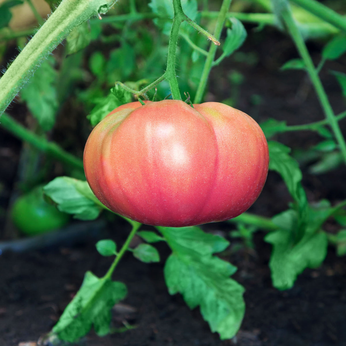 50 semillas gigantes de tomate rosa belga de piel rosada, Lycopersicon, fruta y verdura.