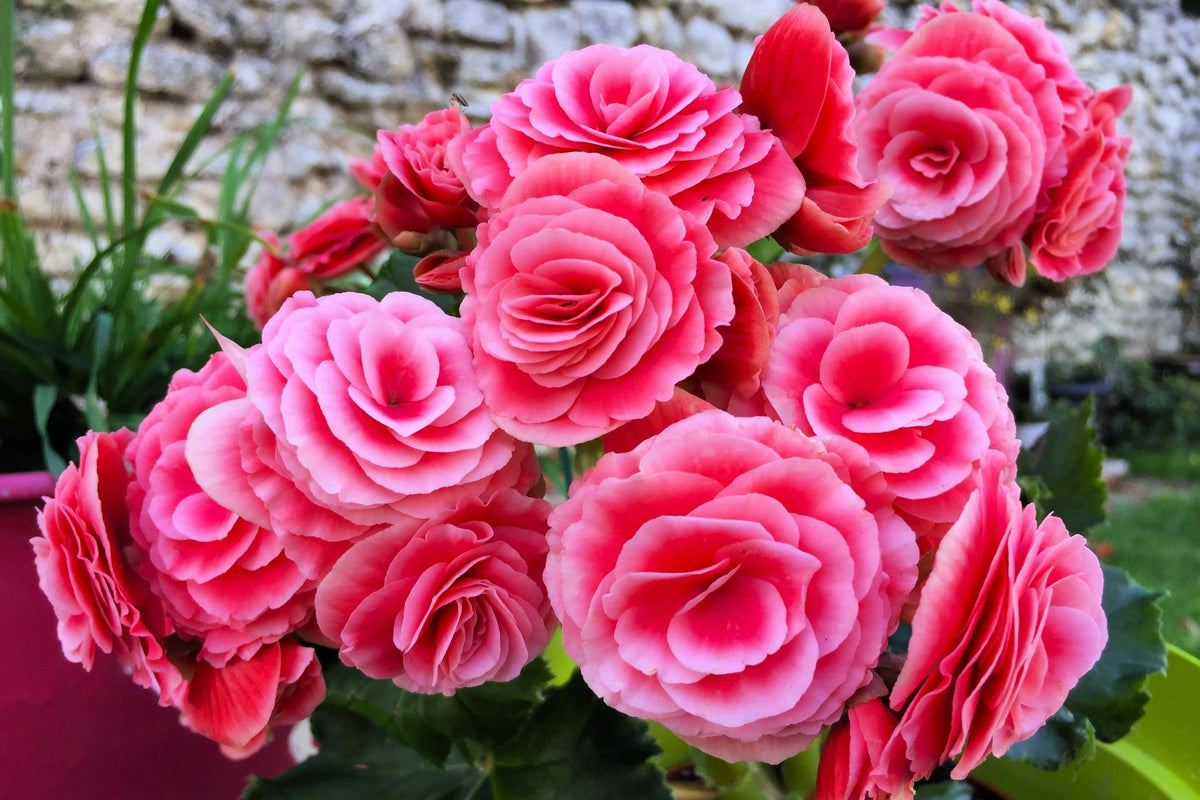 10 semillas de begonia tuberosa doble de color rosa brillante.