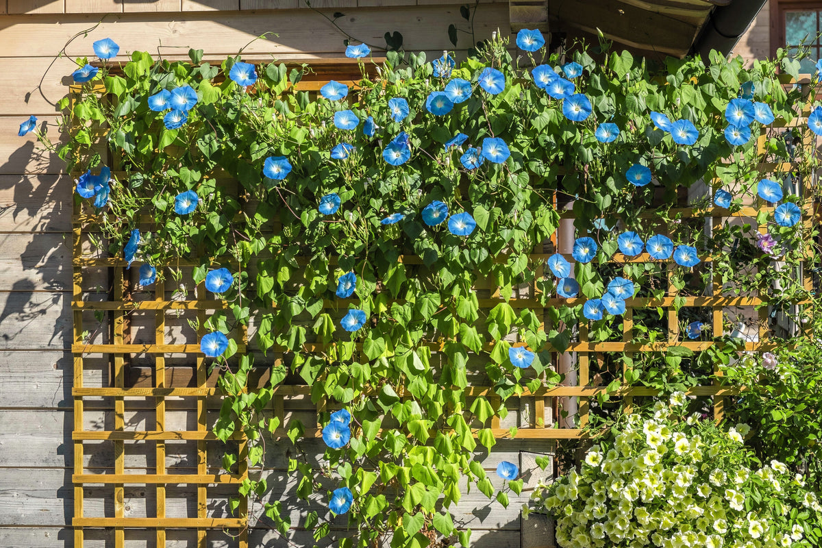 50 semillas de flores de vid Ipomoea tricolor de gloria de la mañana azul celestial