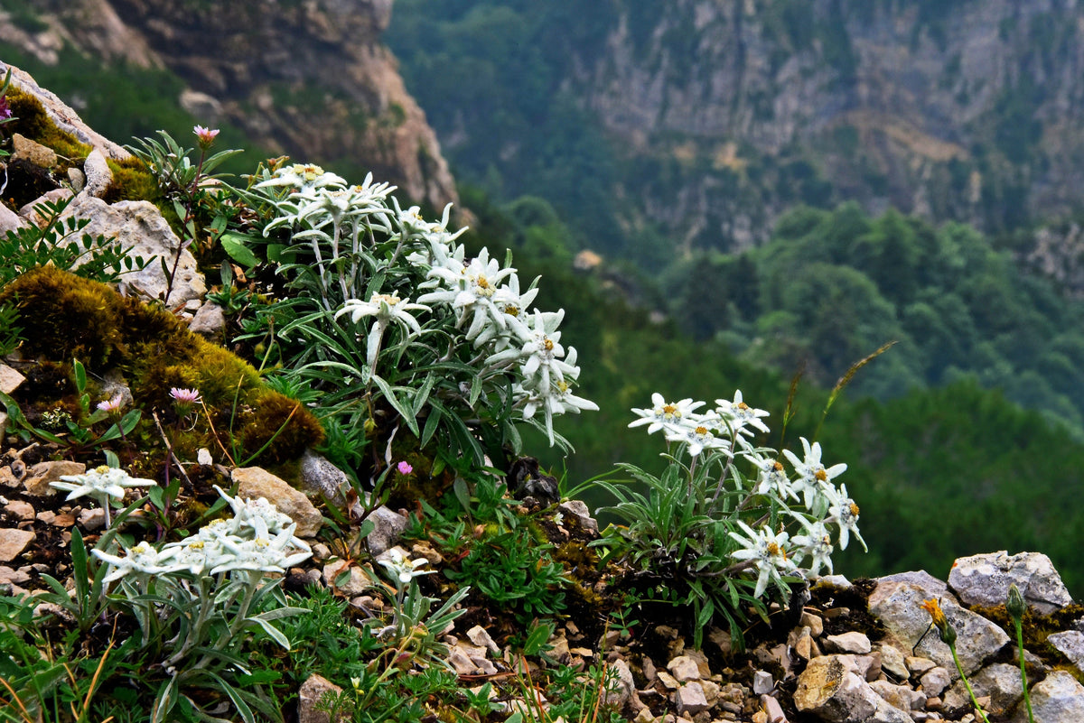 50 semillas de flor blanca de EDELWEISS Leontopodium Alpinum